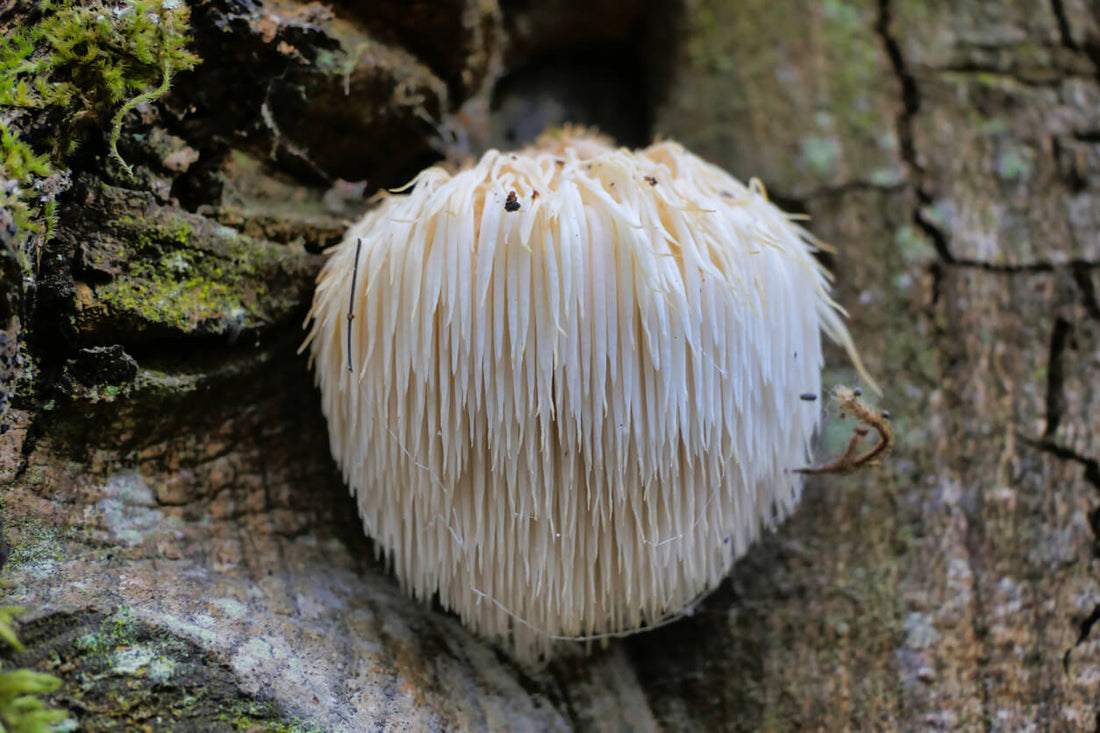 Lion's Mane Mushroom Growing